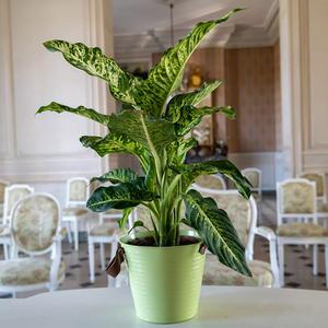 Dieffenbachia et son cache pot - Fleurs de balcon - Le Jardin des Fleurs