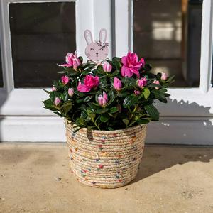 Azalée et son cache-pot - Fleurs de balcon, jardin - Le Jardin des Fleurs